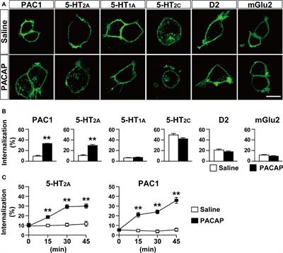PACAP–PAC1 Signaling Regulates Serotonin 2A Receptor Internalization